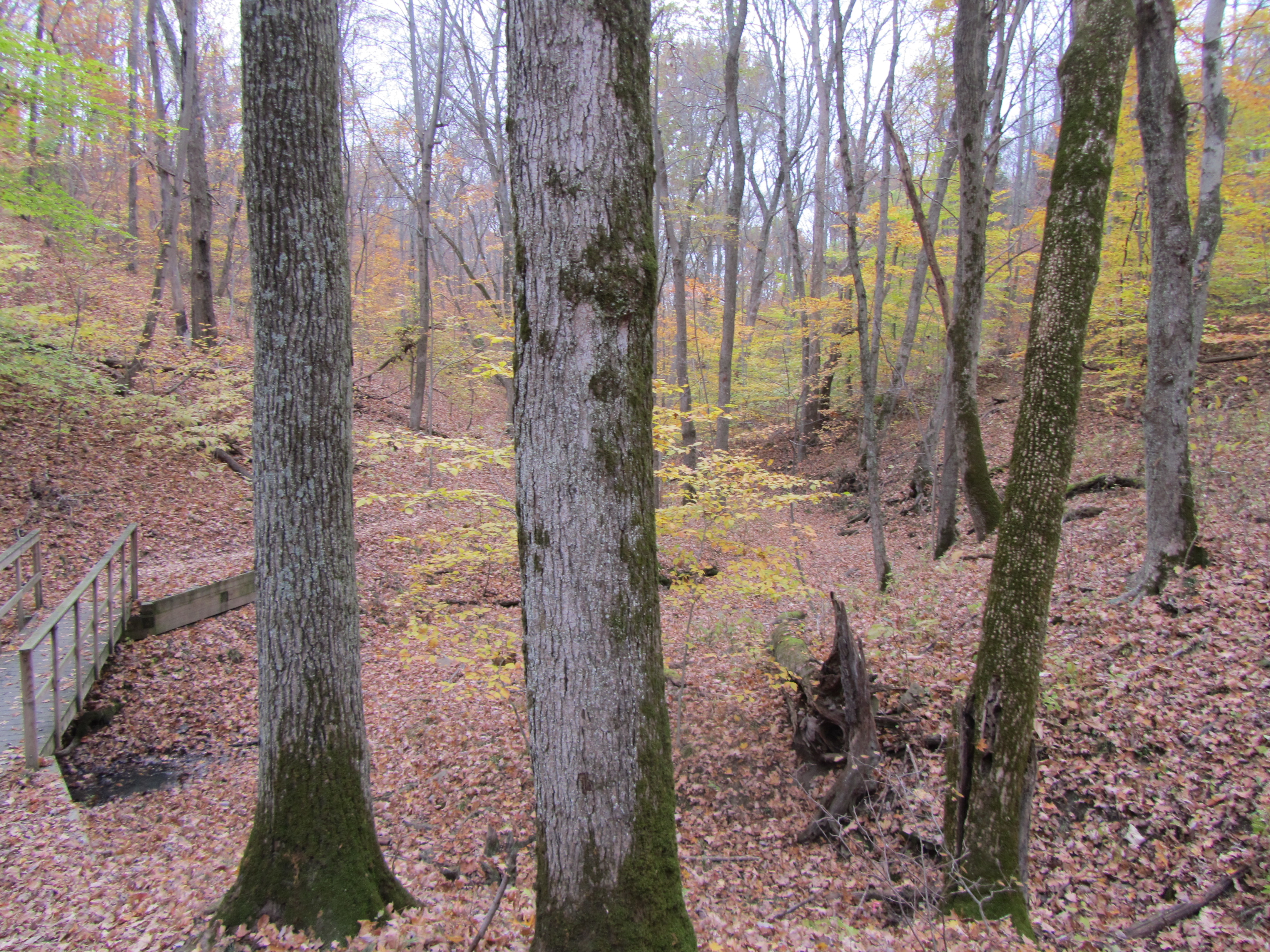 Hiking Trail - East Fork State Park, OH